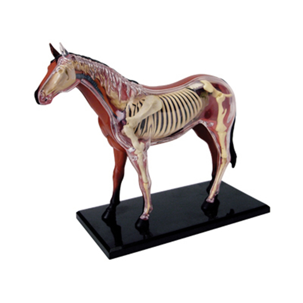 สัตว์ออร์แกน Anatomy 4D Horse  - Science Toys บทวิจารณ์และราคา